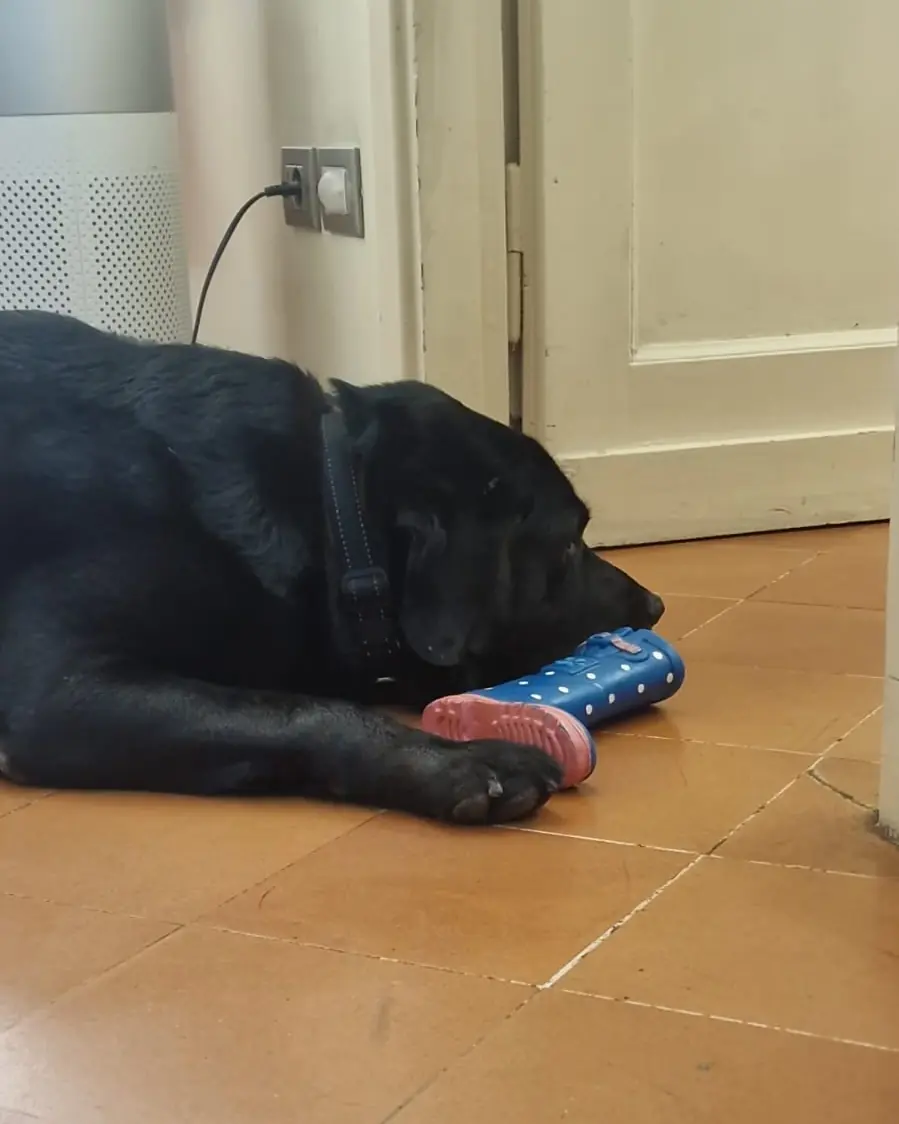 Argo, un labrador nero, con la testa appoggiata sullo stivaletto blu di Sita