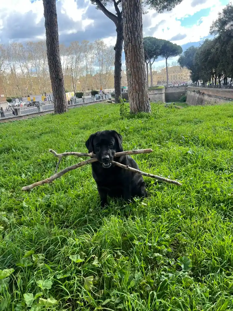 Argo al Parco Adriano, con Castel Sant'Angelo sullo sfondo