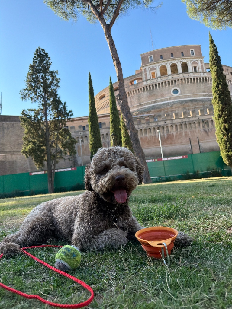 Ziggy il Lagotto Romagnolo riposa felice con la pallina e la ciotola dell'acqua nel parco di Castel Sant'Angelo a Roma